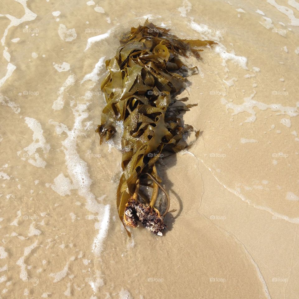 Seaweed on the beach 
