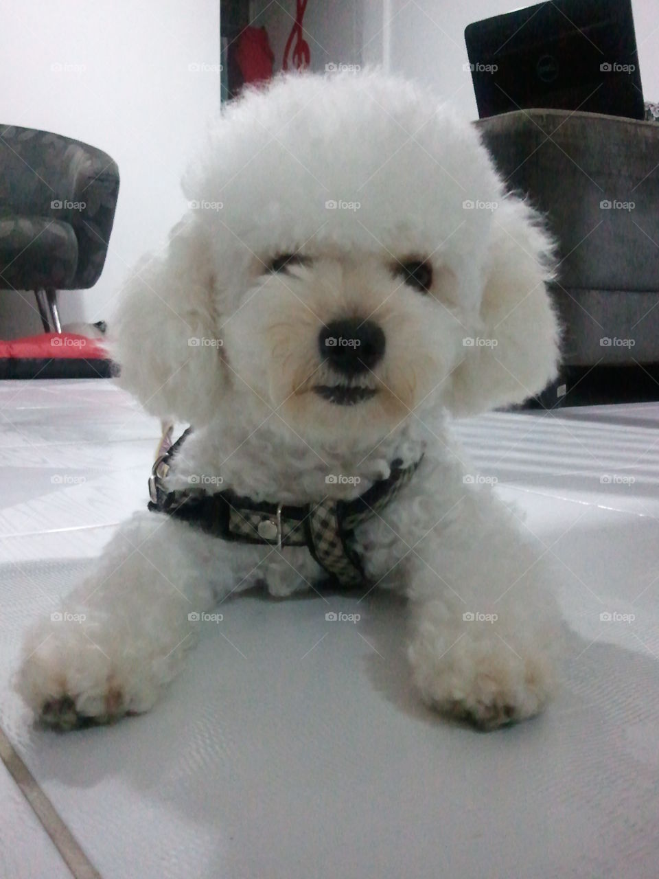 Little dog.. poodle micro toy... Nininho