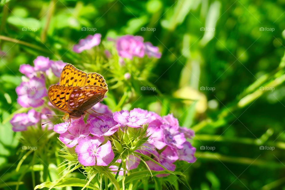 Dark Green Fritillary