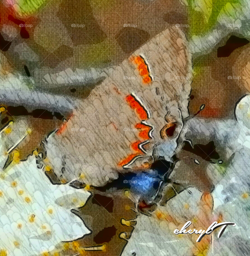 red banded Hairstreak butterfly
