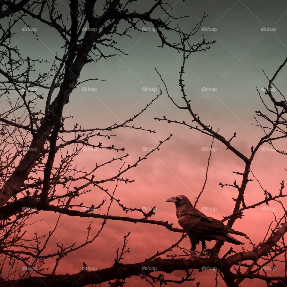 Sunset and crow blackbird 
