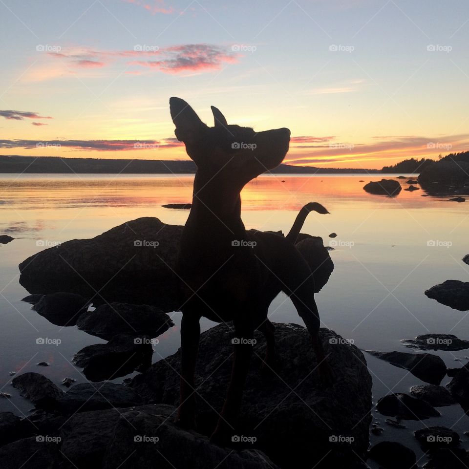 Miniature pinscher sunset