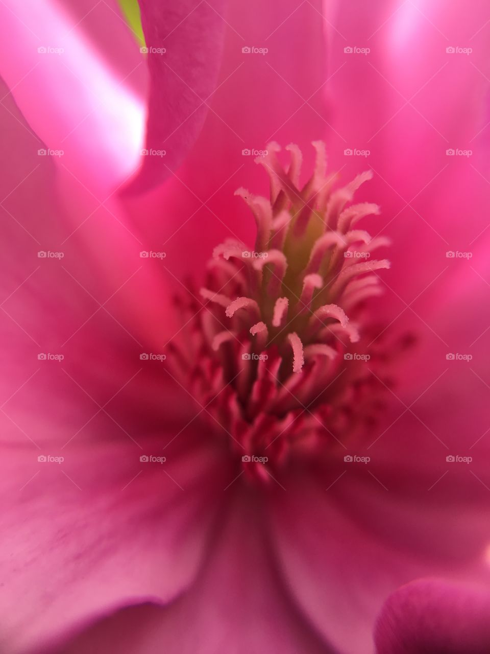Magnolia closeup