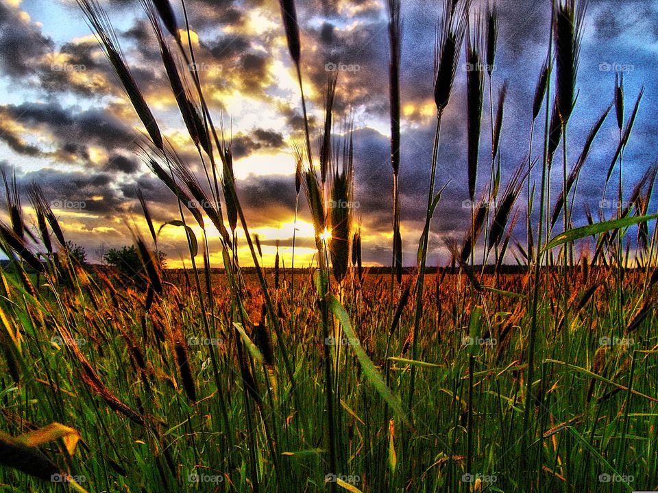 sunset. sunset over a  grain field