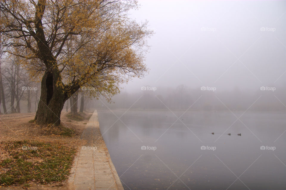 Autumn misty park at early morning 