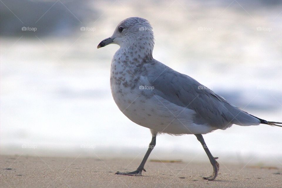 Seagull at beach