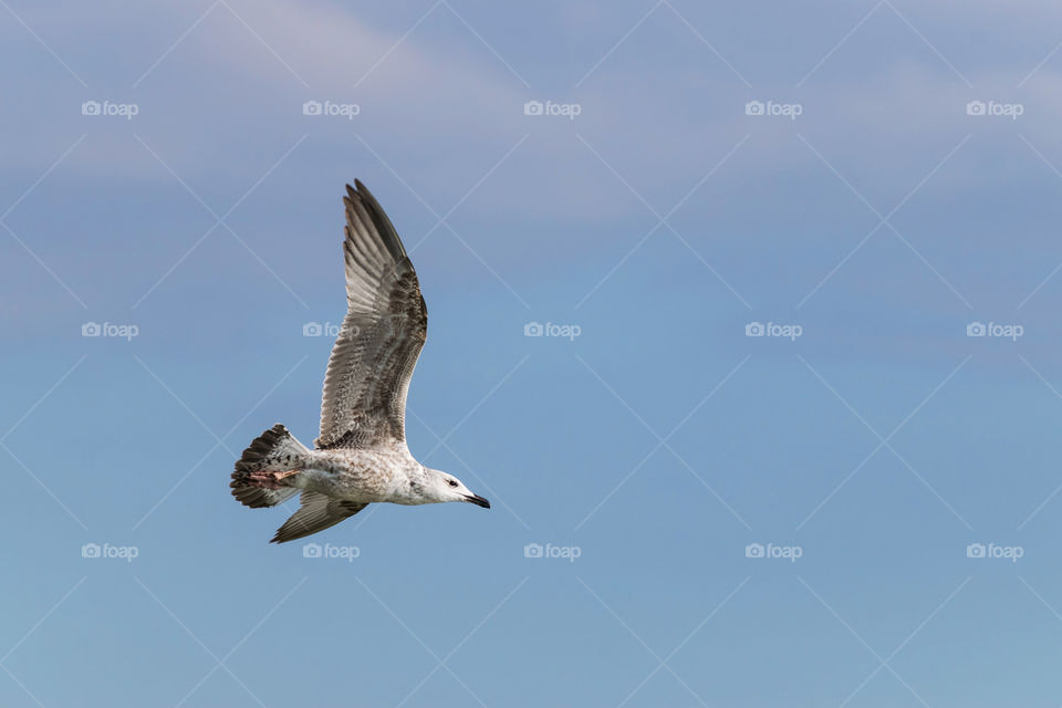 Flying seagull on blue sky