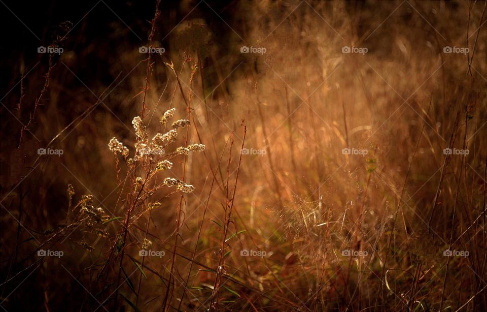 autumn grass