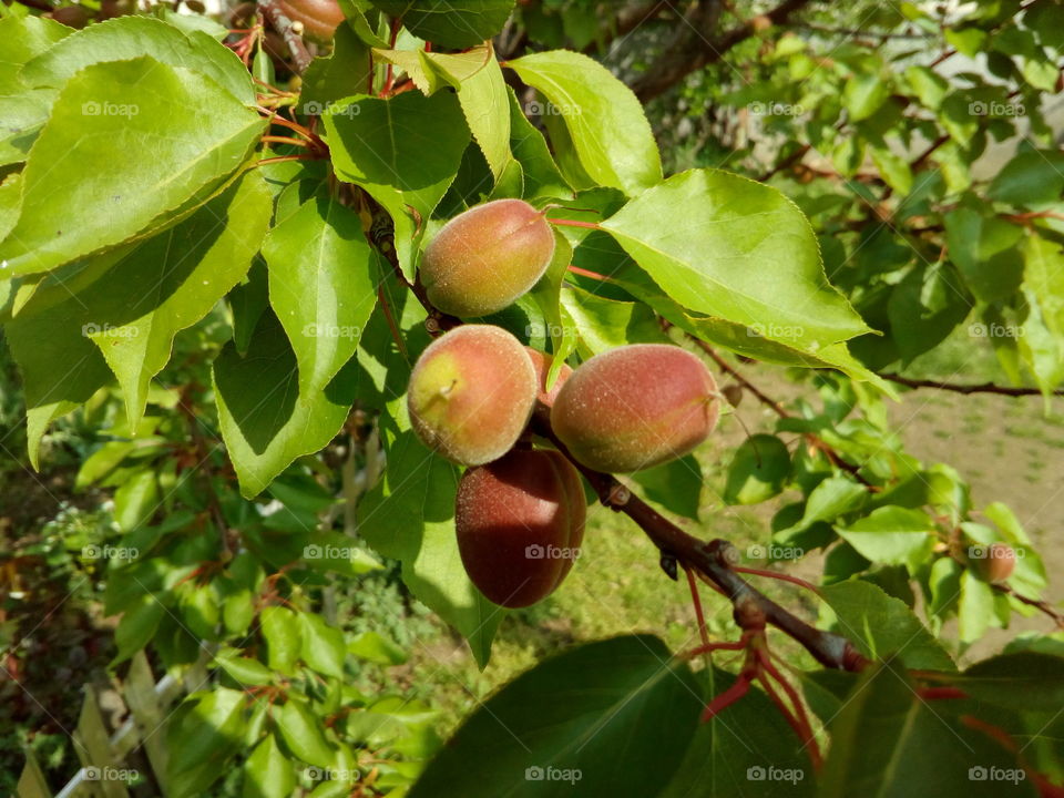 young, still green, unripe apricots