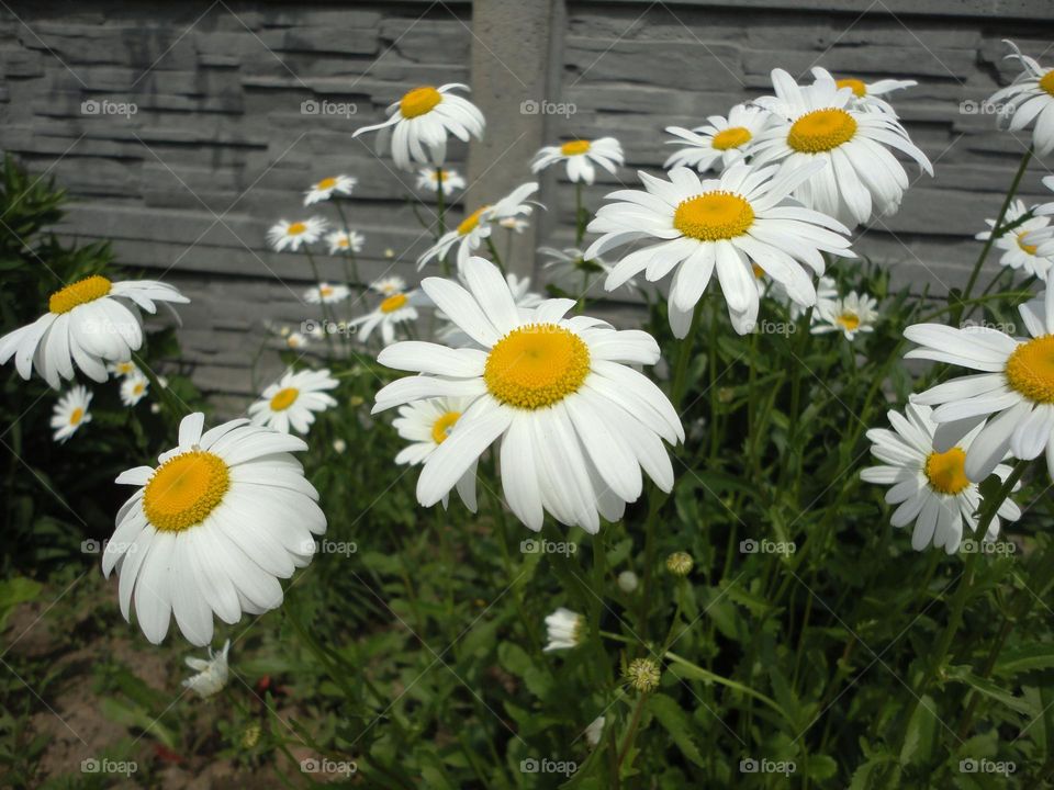 camomile flowers summer time round beautiful texture