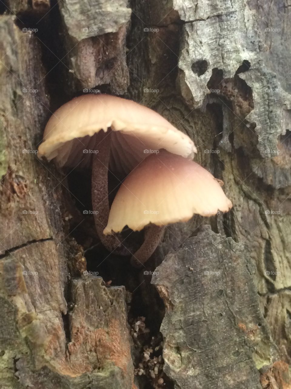 Lil tree mushrooms 