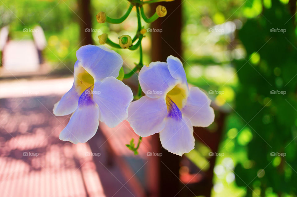 green flower blue purple by sonchai