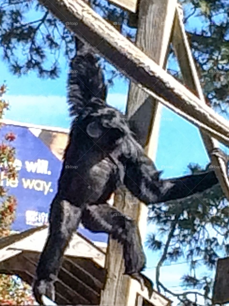 Swinging ape