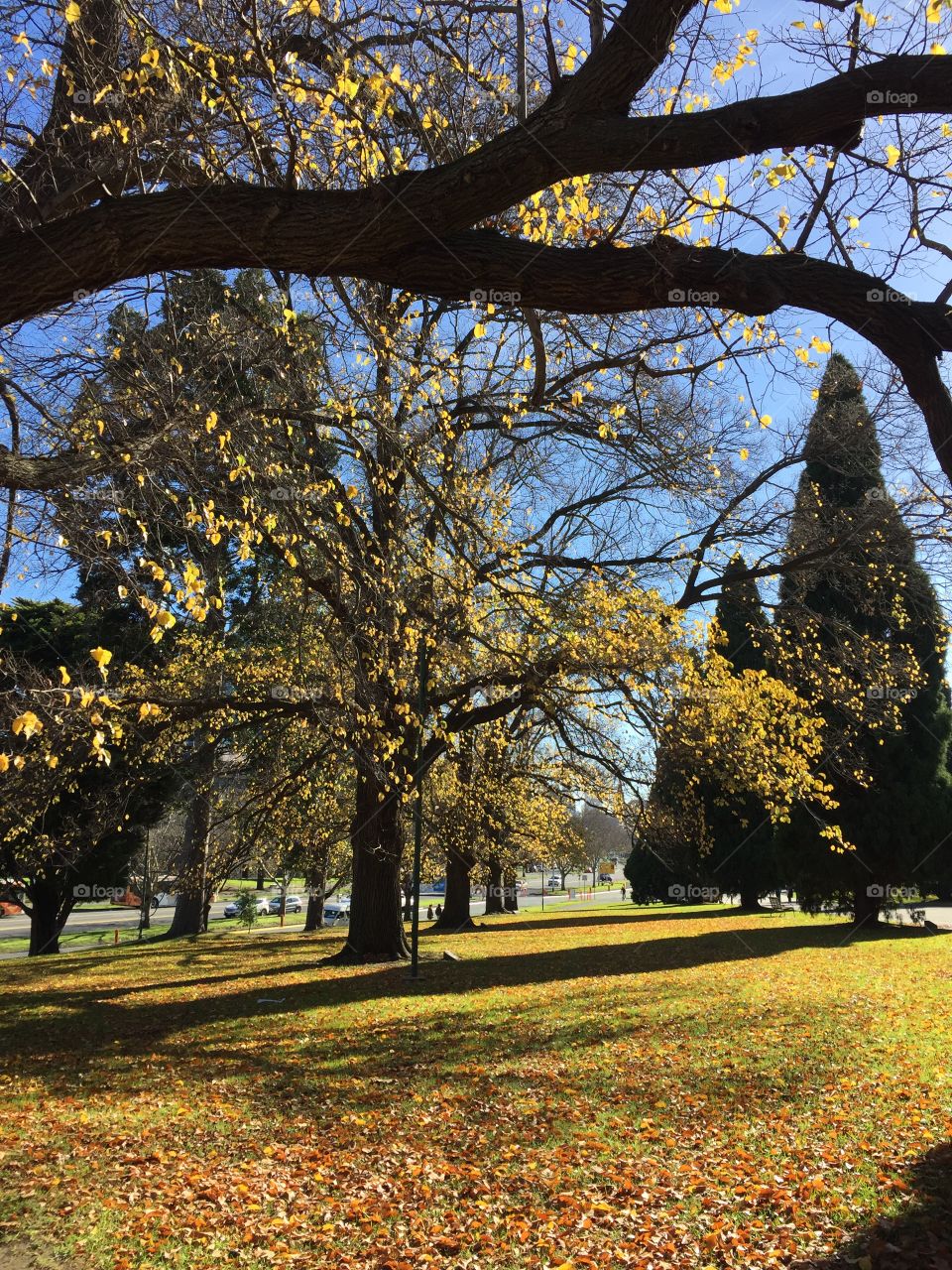 Park scene 