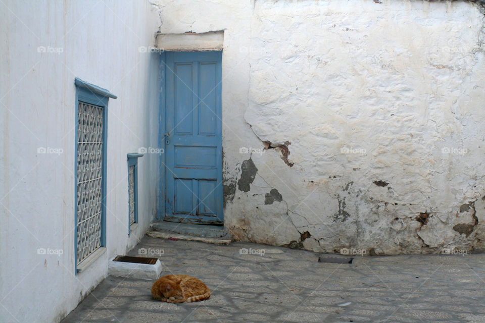 Street cat in Greece