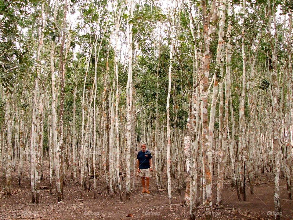 Man with birch trees. Jerry in a forest of birch trees at Coba, Mexico