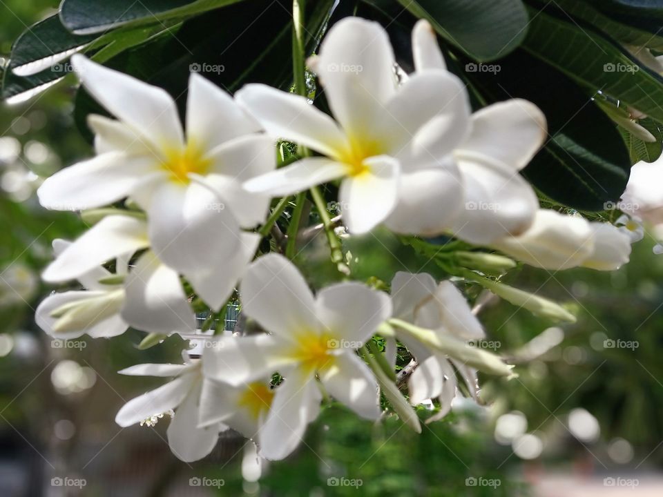 Beautiful Plumeria Flowers