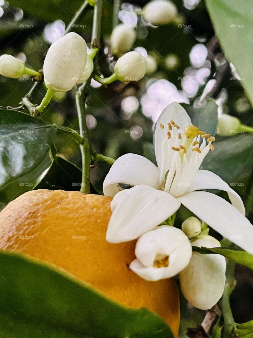 Orange blossom flower on an orange tree