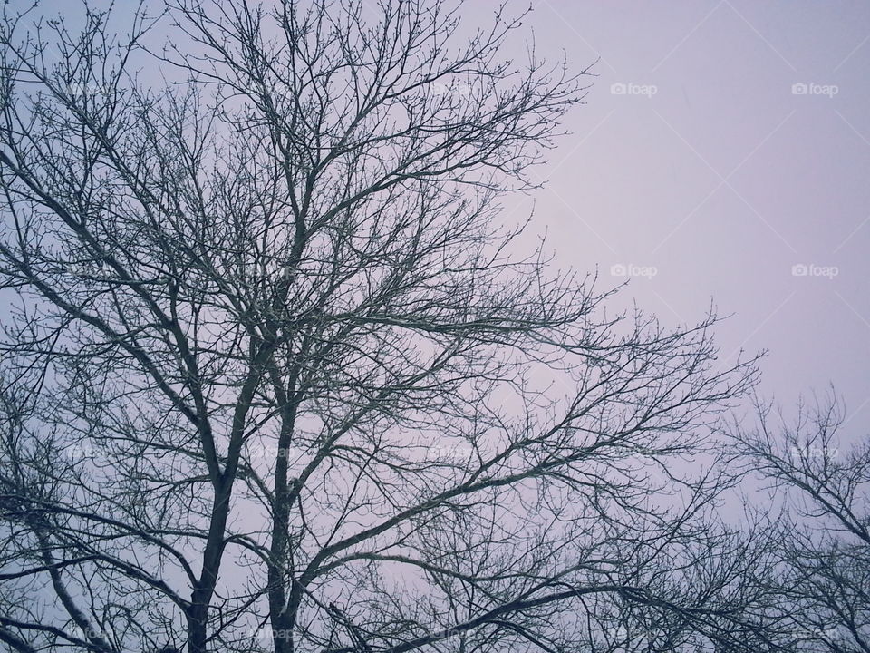 Tree, Winter, Branch, Wood, No Person