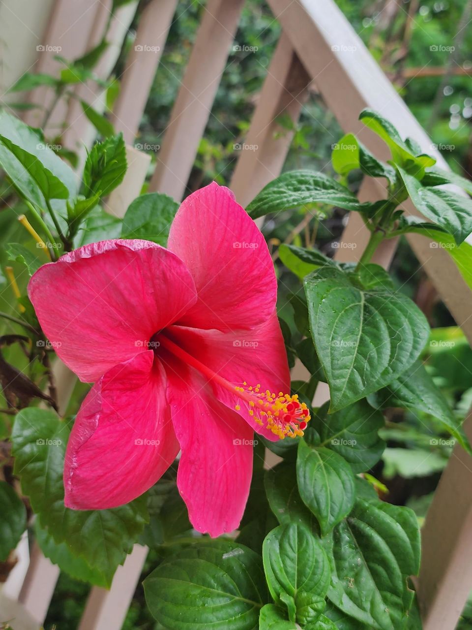 Hibiscus red
