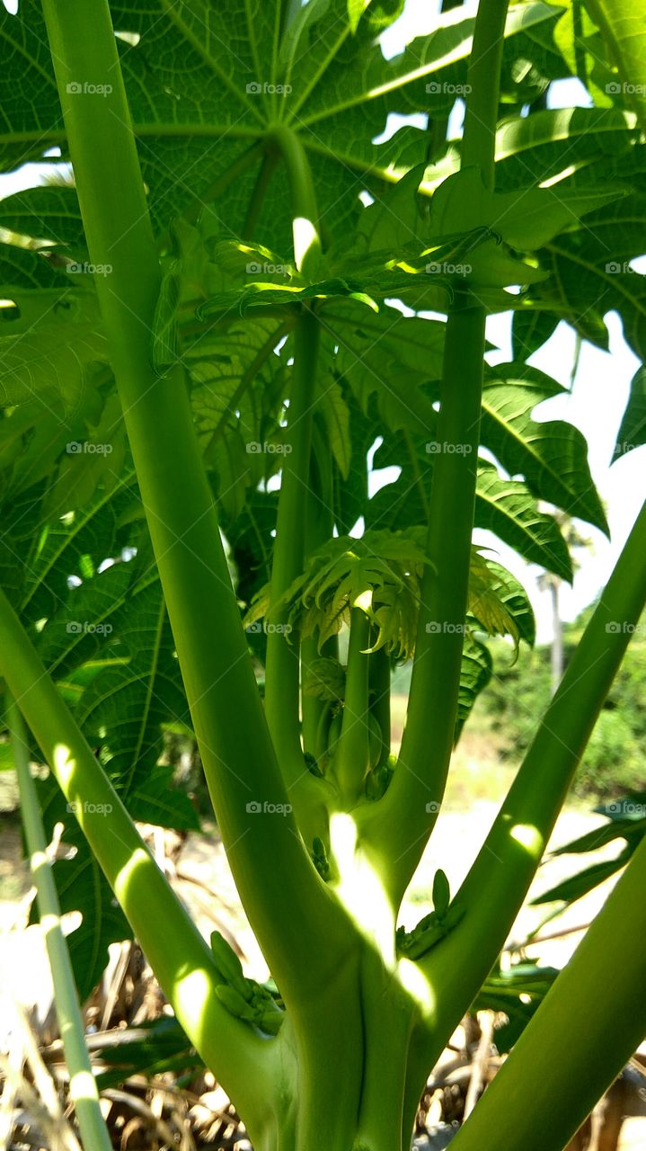 green leafs between central of tree