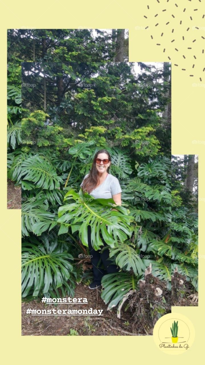 monstera
