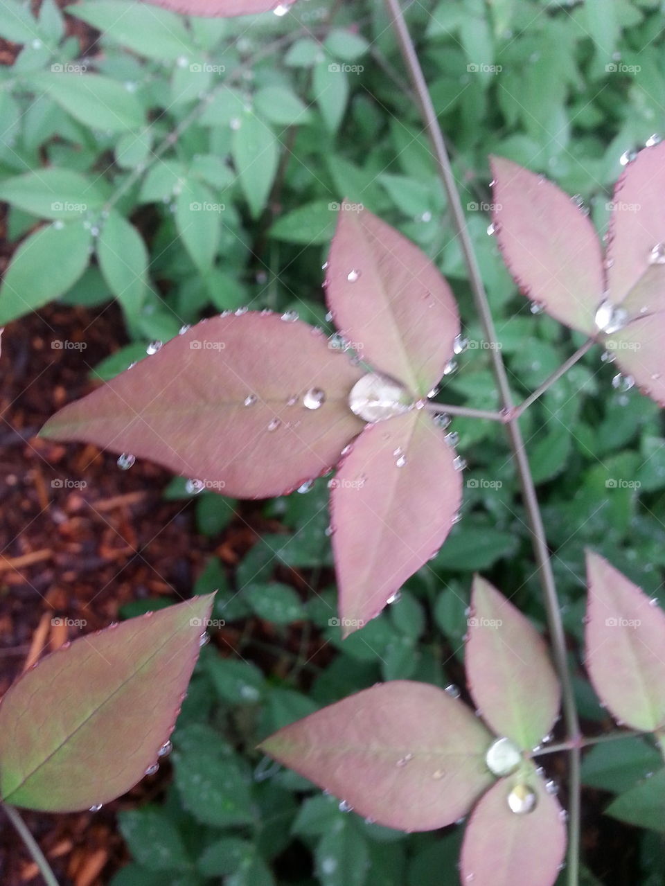 water drops