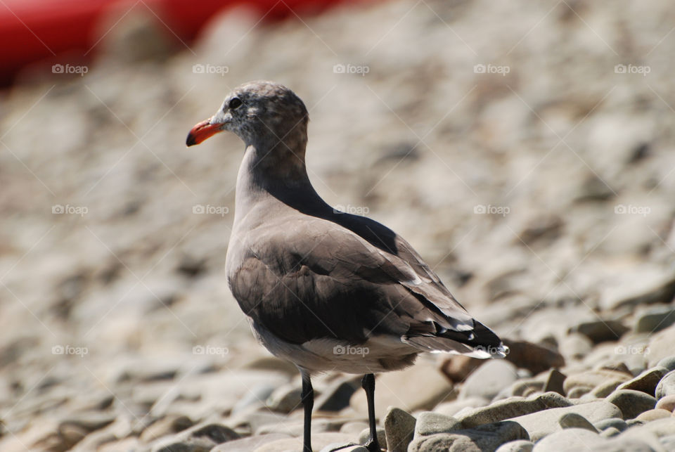 italy bird rock seagull by sydney428