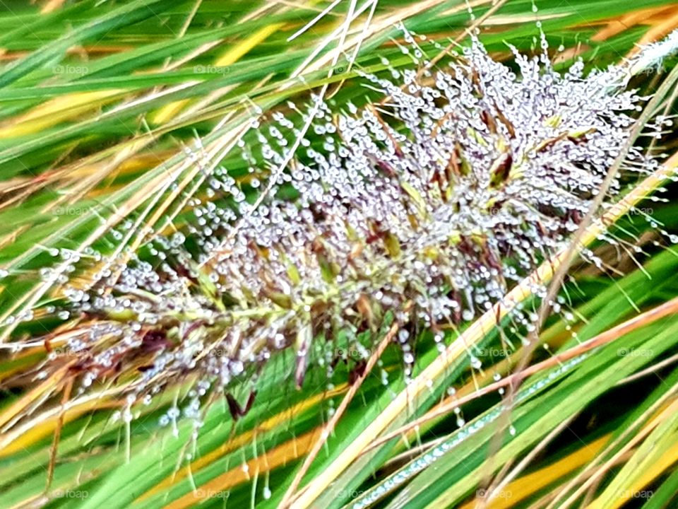 Dewdrops on grass