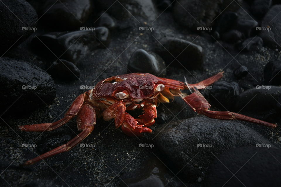 broken crab