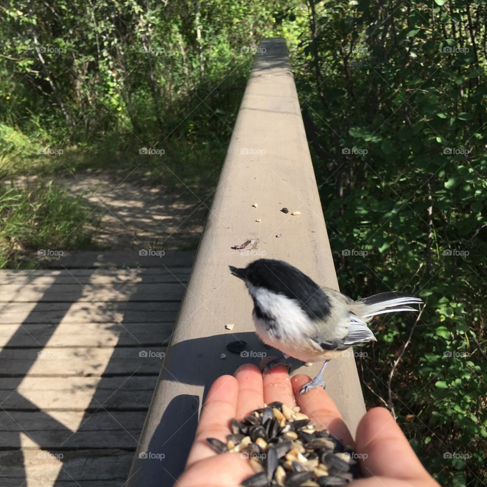 Bird, Nature, Outdoors, Tree, People