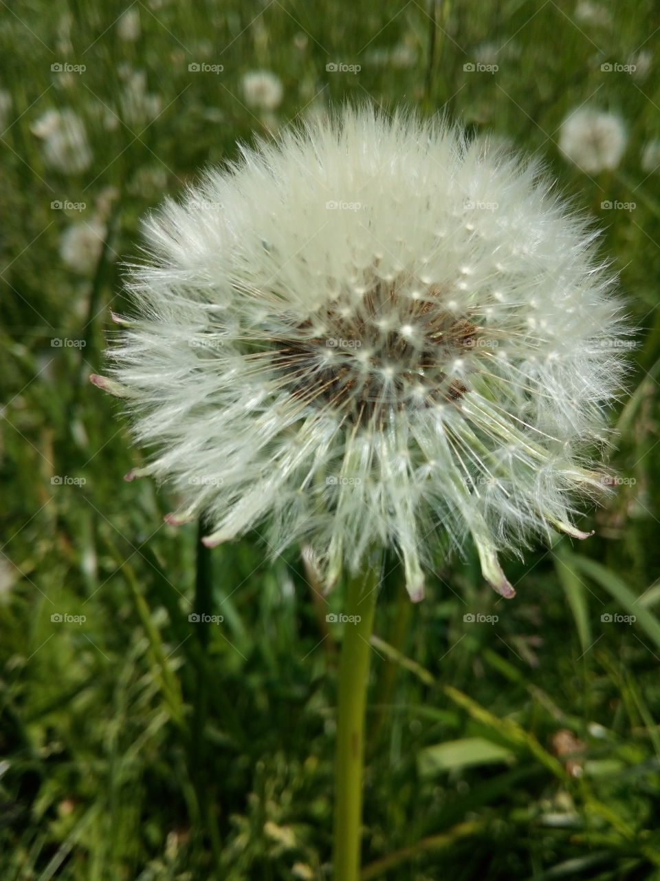 nature,green, outside,