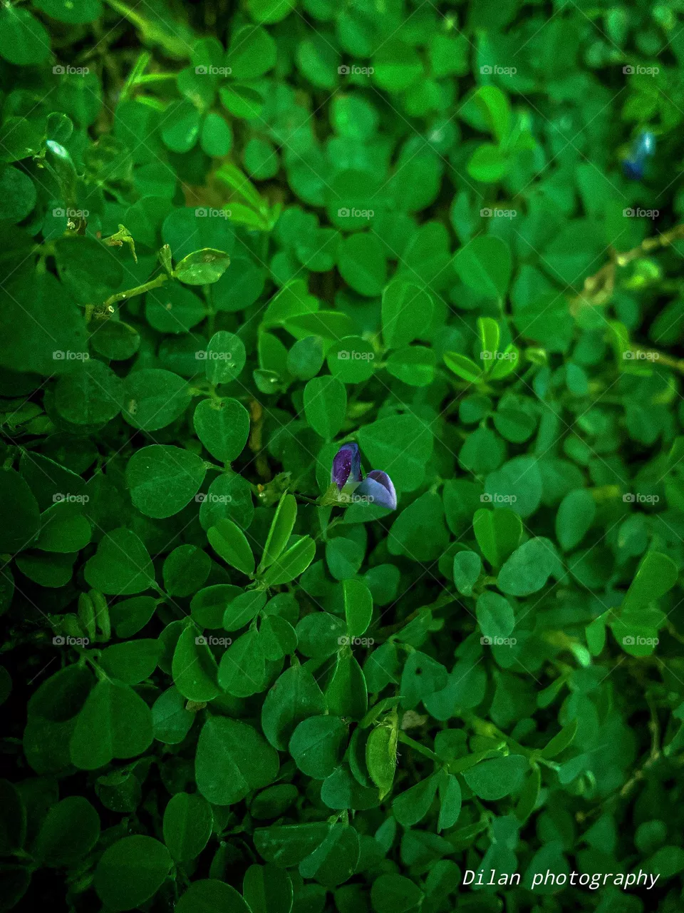 Green background