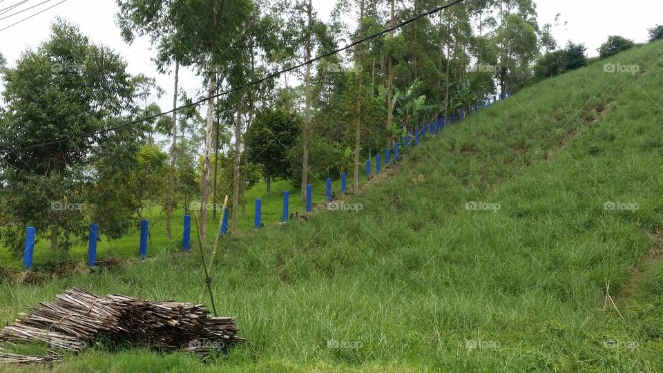 grassland and green fresh