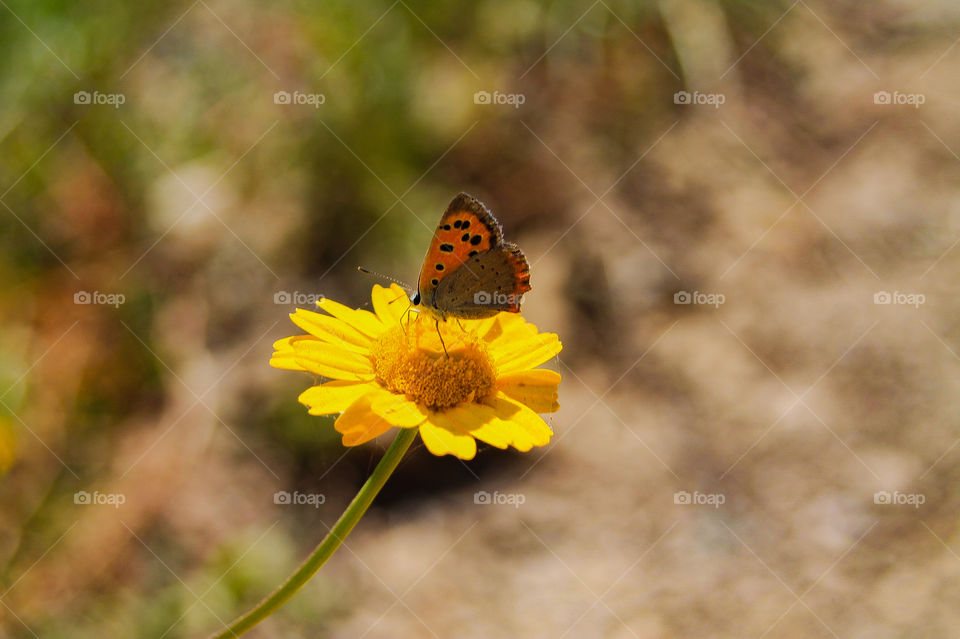 Landing in the sun