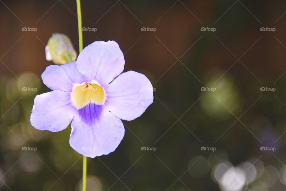 Purple flower