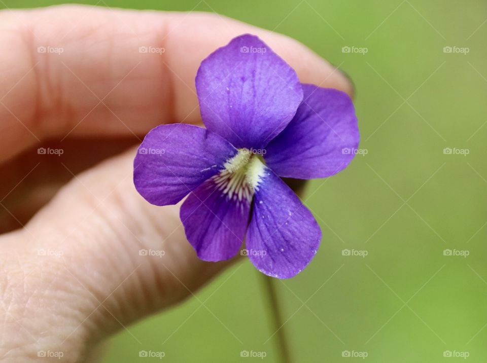 Violet, the color of spring 