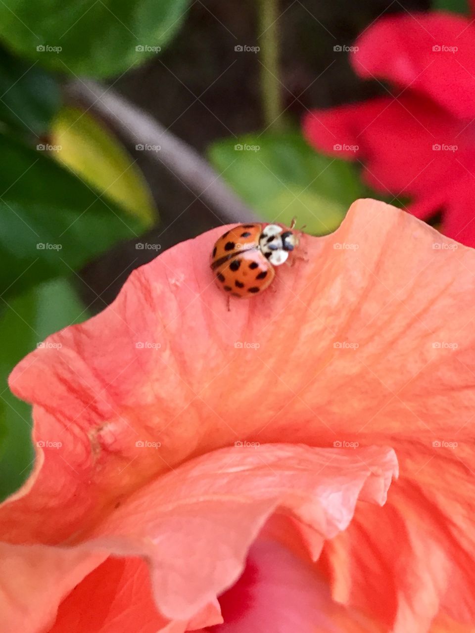 Ladybug on hibiscus 