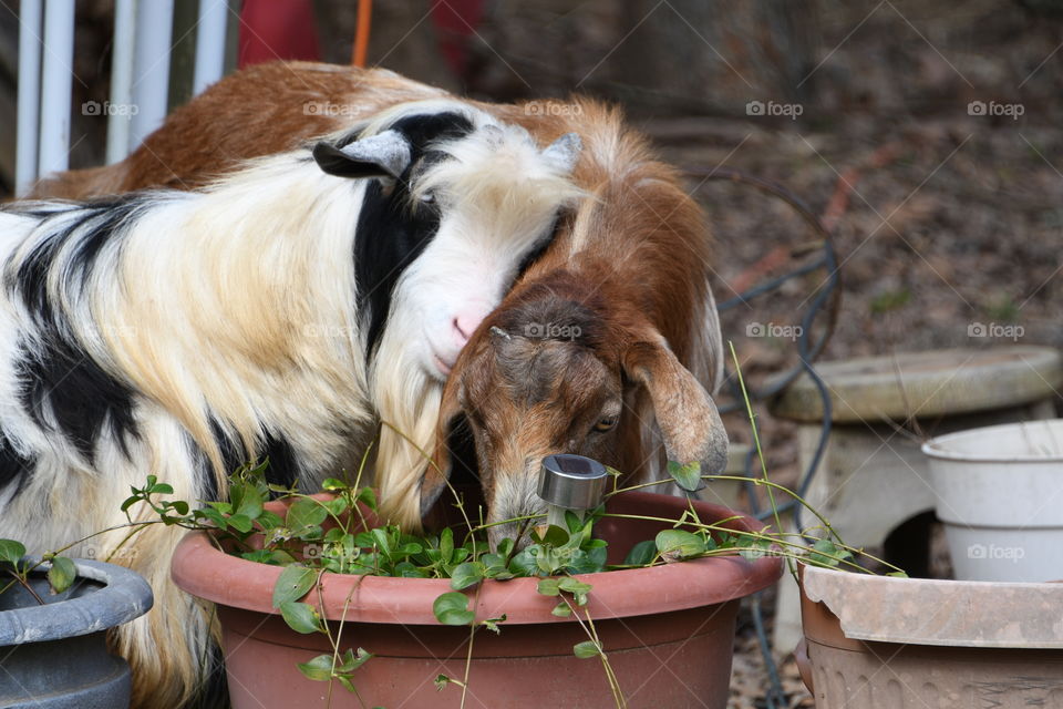 A little kiss behind the ear 