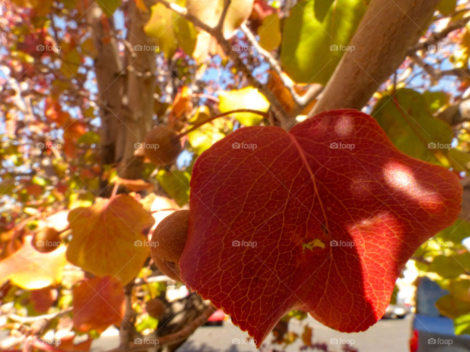 A red Leaf on a blooming fruit tree