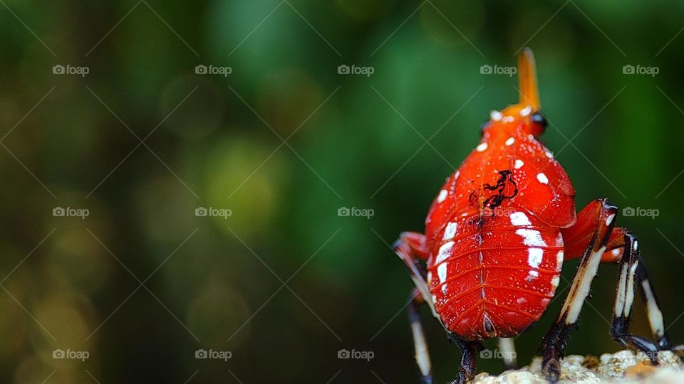 Spotted lanternfly