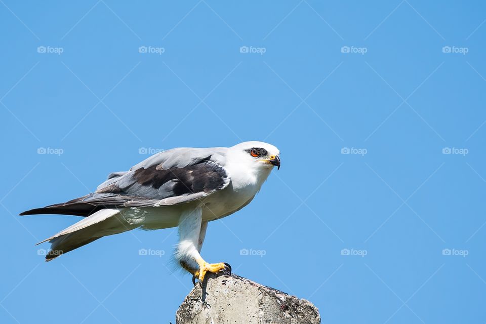 Black-shouldered Kite