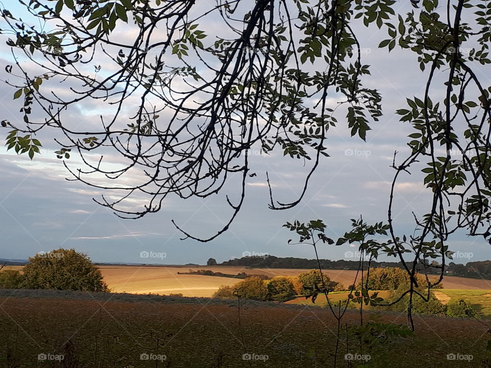 Tree, Landscape, No Person, Sky, Nature