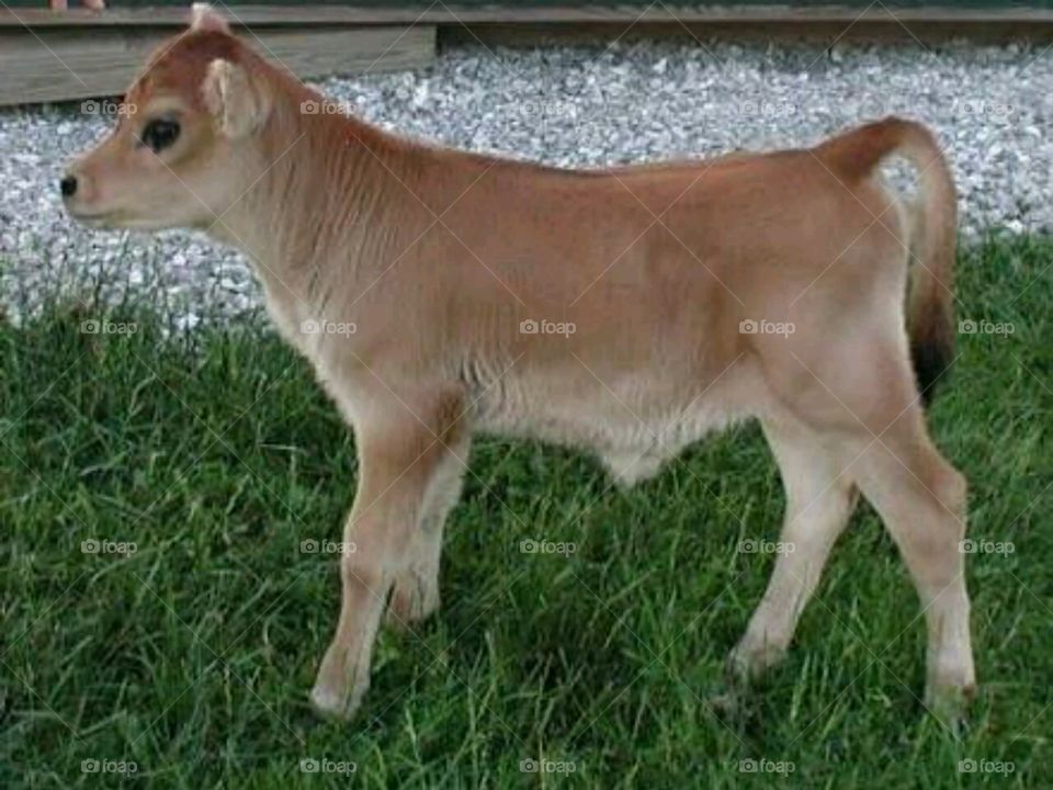 Cow