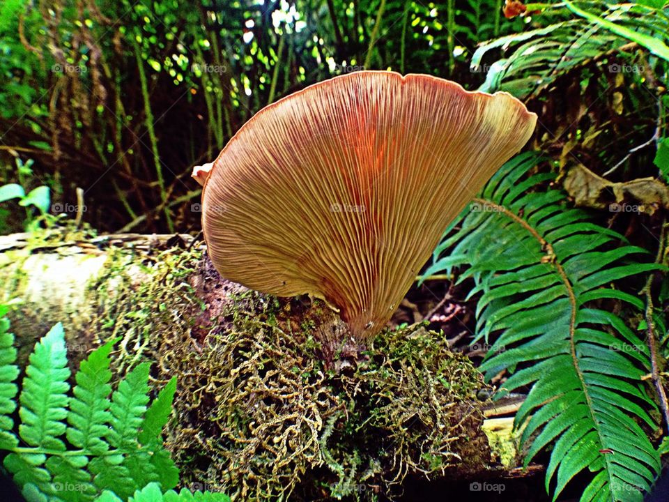 Fungus