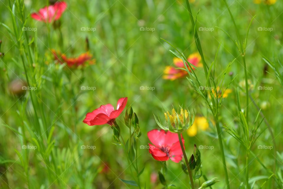 wildflower meadow