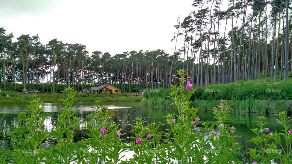 Nature, Summer, Tree, No Person, Flora