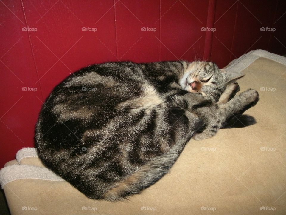 Sleeping pretzel Cat