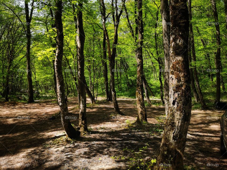 Wood, Landscape, Nature, Tree, Leaf