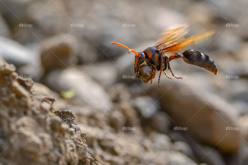 wasps carry a stone